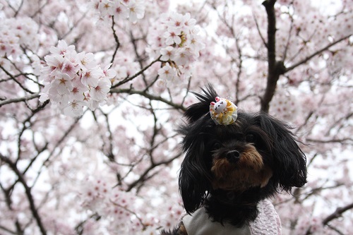 130331_08.jpg