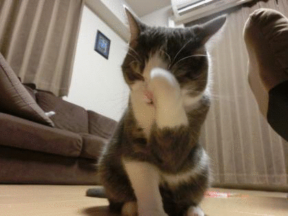 ごちそうさま