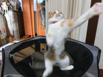 ナナー5