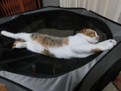 ナナー2