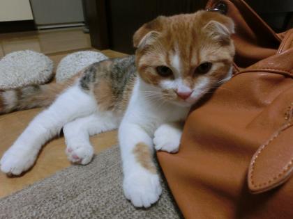 ナナー3