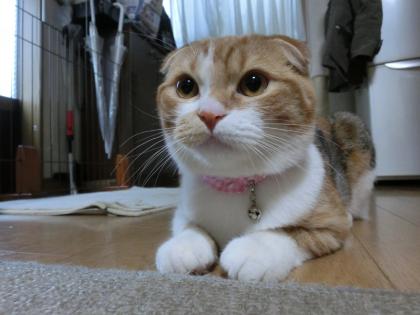 ナナー1