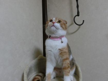 ナナー2