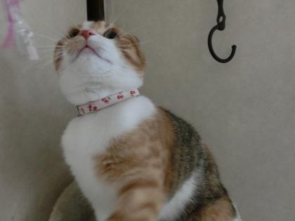 ナナー5