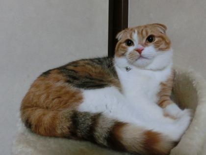 ナナー4