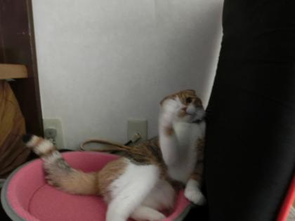 ナナー9