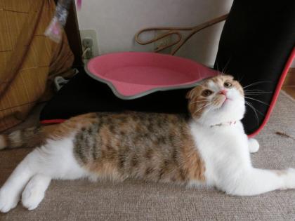 ナナー7