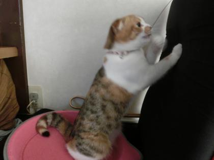 ナナー8