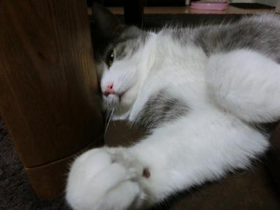 momo2.jpg