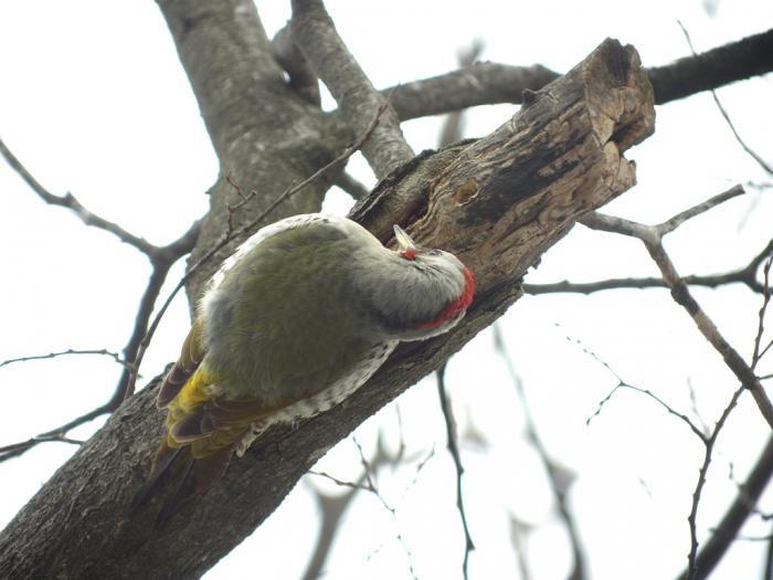 DSC05141-t.jpg