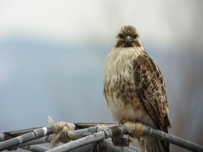 DSC05391-t.jpg