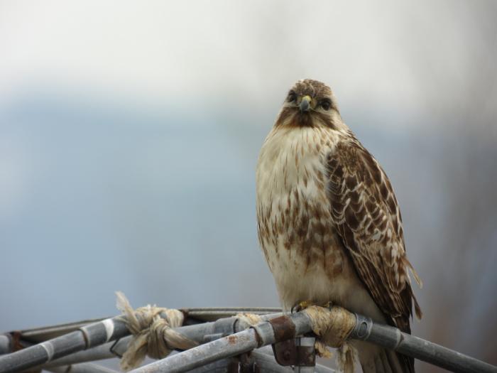 DSC05397-t.jpg