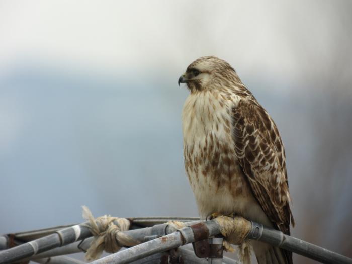 DSC05399-t.jpg