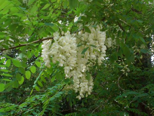 森の仲間のブログ 5月に咲く白い花