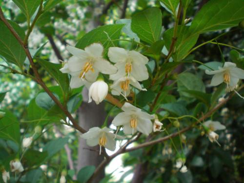 森の仲間のブログ 5月に咲く白い花 2