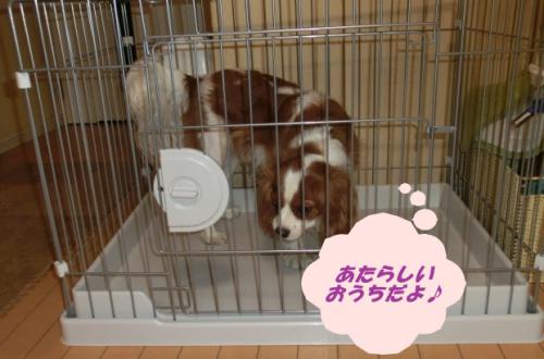 コナンニューハウス