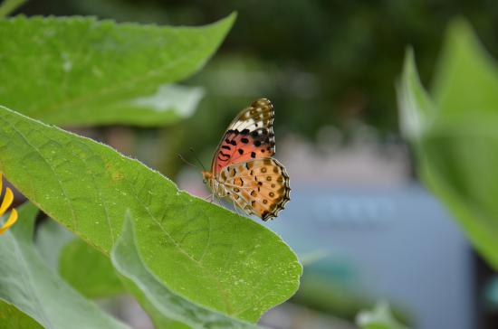 s-DSC_0698.jpg