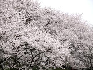 20130330_04.jpg