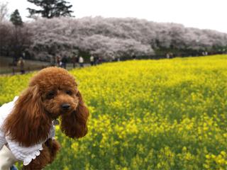 20130330_05.jpg