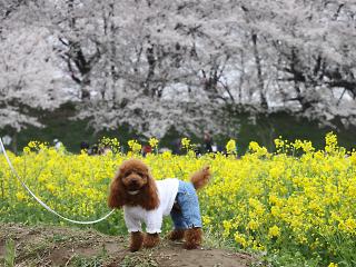 20130330_07.jpg