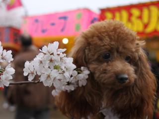 20130330_09.jpg