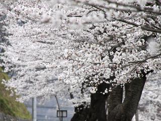 20130401_01.jpg