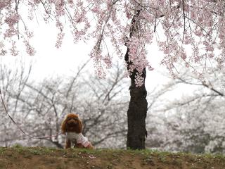 20130401_07.jpg
