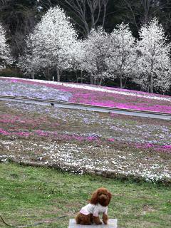 20130401_10.jpg