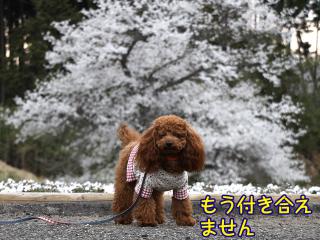 20130401_15.jpg