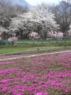 20130401_17.jpg