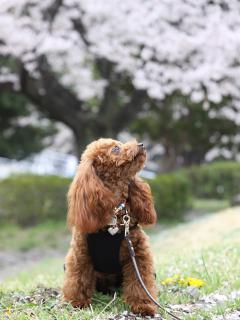 20130405_03.jpg