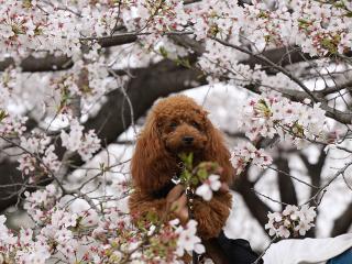 20130405_05.jpg
