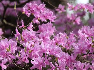 20130405_09.jpg