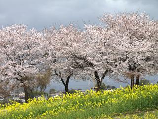 20130406_71.jpg