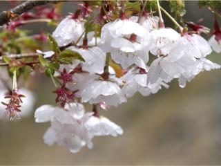 20130407_03.jpg