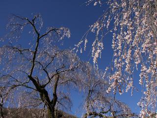 20130407_28.jpg