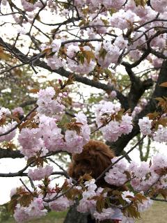 20130423_05.jpg