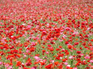 20130522_10.jpg