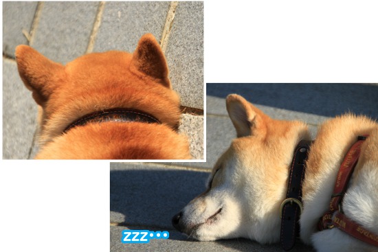 12102729