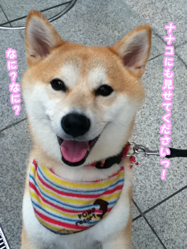 12080403