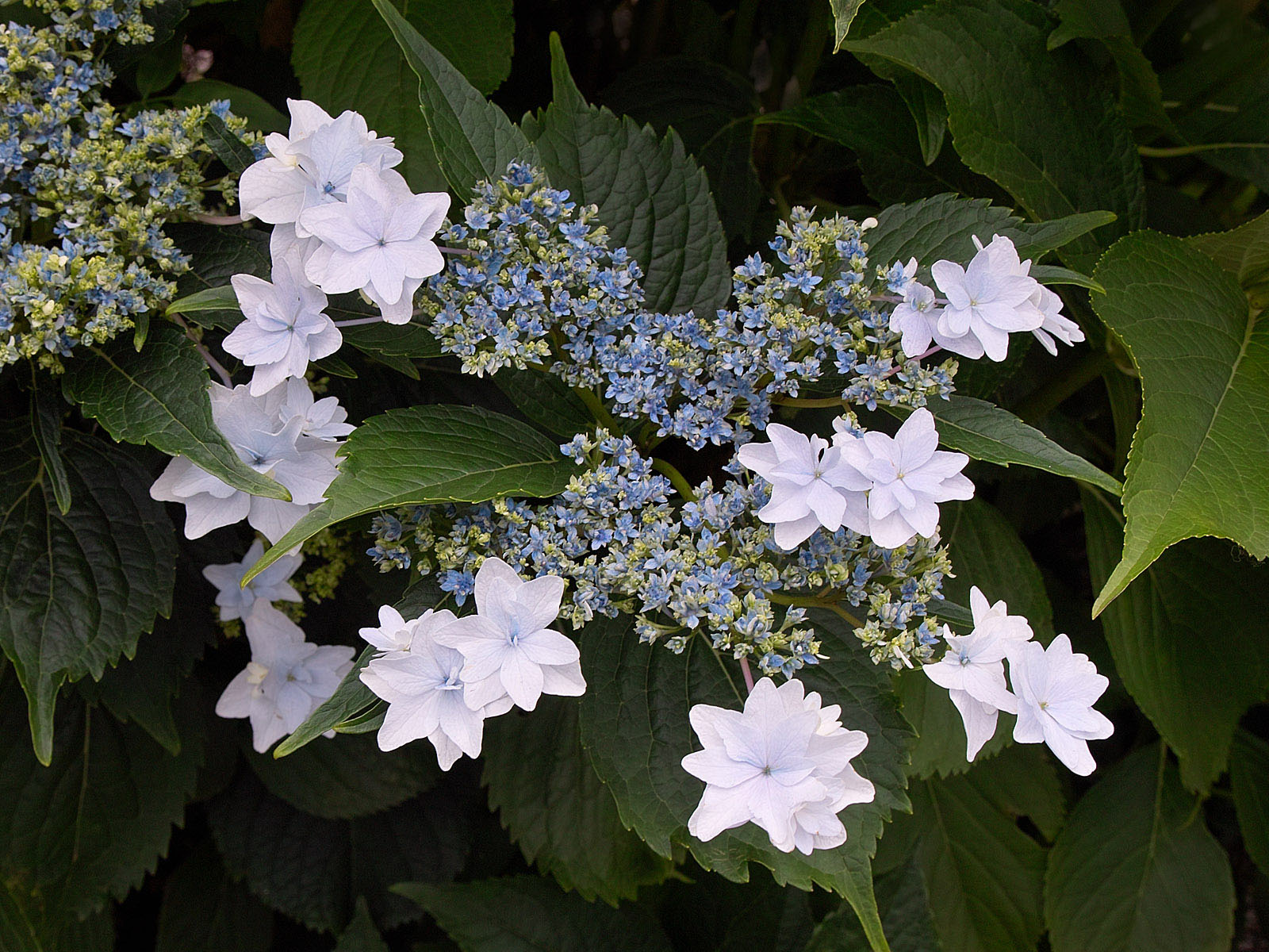 6287 墨田の花火rs2★