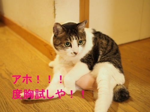 tuki