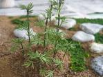 植物 (4)