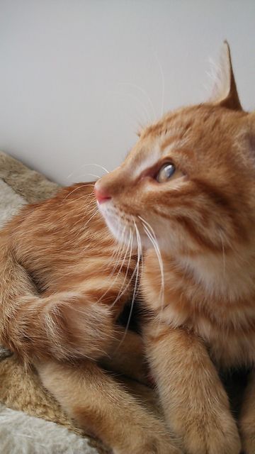 きなこ②