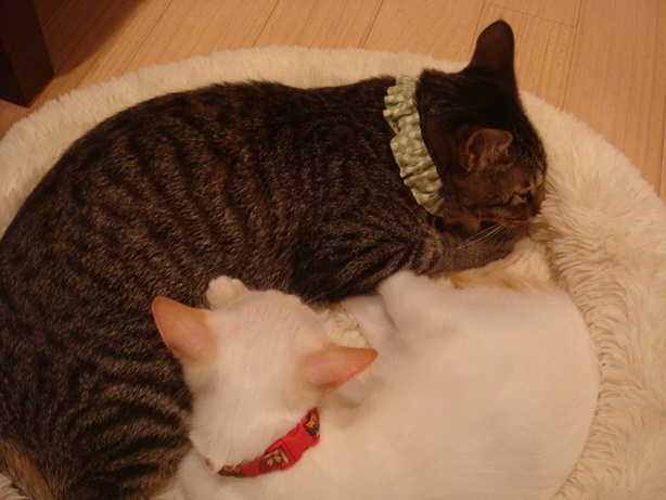 DSC04234.jpg