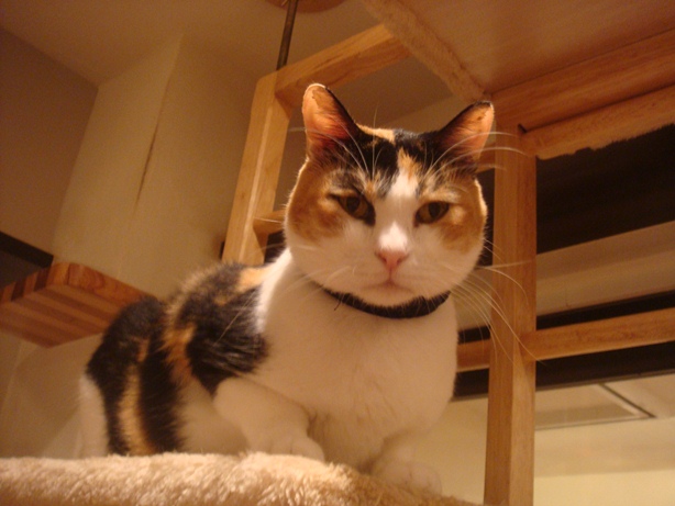 DSC04267.jpg