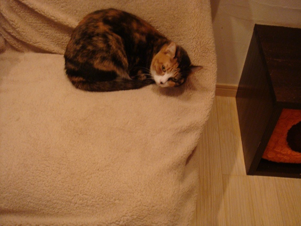 DSC04600.jpg