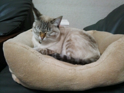 fc2_2012-12-27_14-17-25-694.jpg
