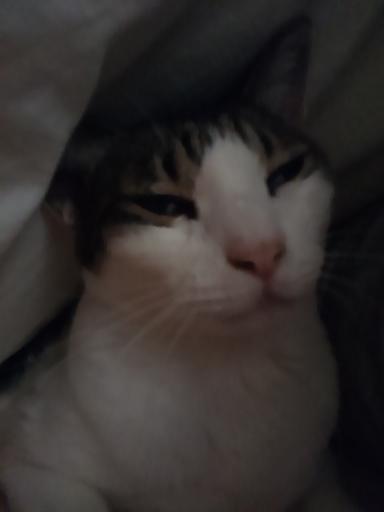 ボ~っと麿