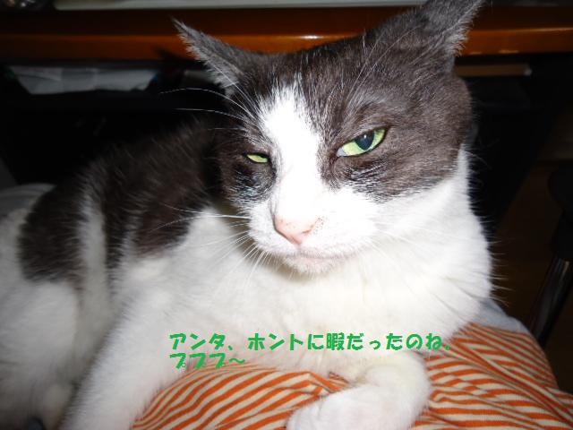 猫に笑われる